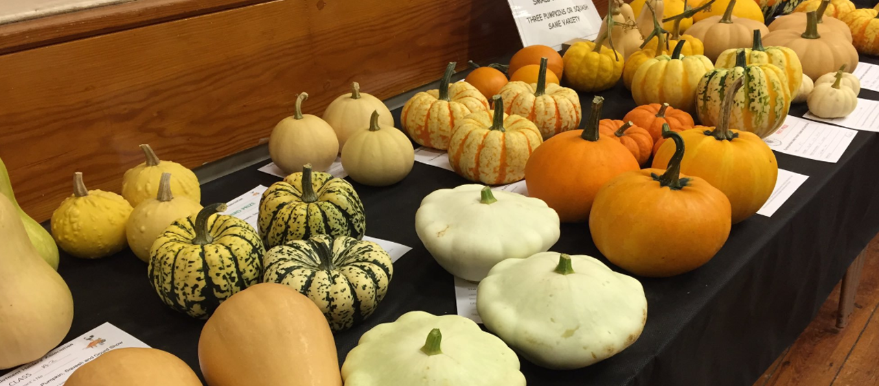 pumpkin-show-2019